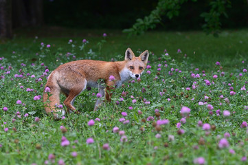 キタキツネの子供