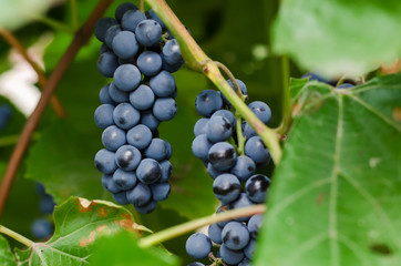 Two bunches of ripe black grapes