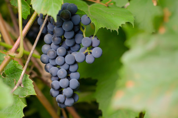 Large brush of ripe black grapes