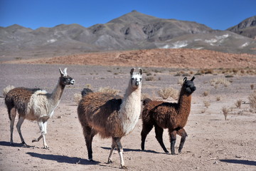  Lama guanaco and  vicuna are the most famous inhabitants of the Chilean Atacama Desert.