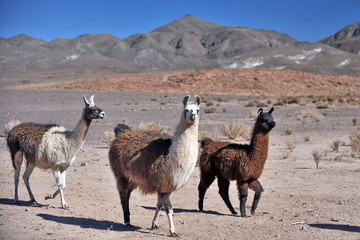  Lama guanaco and  vicuna are the most famous inhabitants of the Chilean Atacama Desert. © Oleksandr Umanskyi