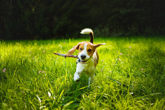 Dog run towards camera on a green grass outdoors fetching a stick.