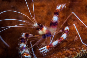 boxer banded coral shrimp