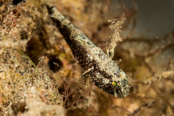 undetermined dwarfgoby or sandgoby fish