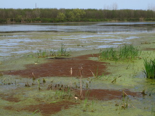 Lagoon of Anzali , North of Iran , April