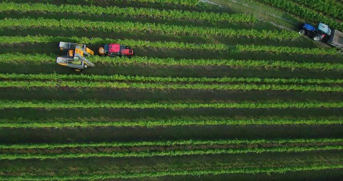 Aerial footage of machine grape harvest in vineyard