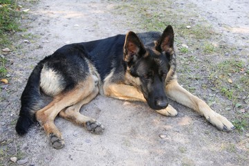 A dog lying on the road.

