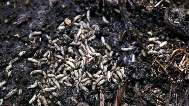 Hundreds of maggots swarming over waste matter