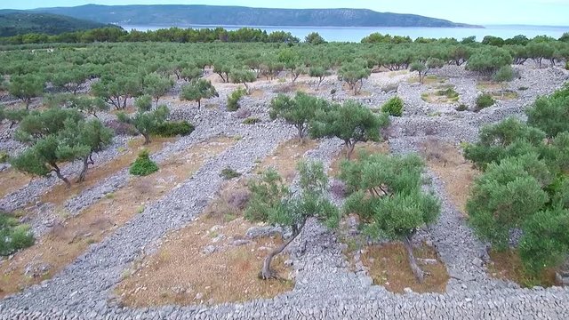Aerial  footage of Ancient olive groove on an island