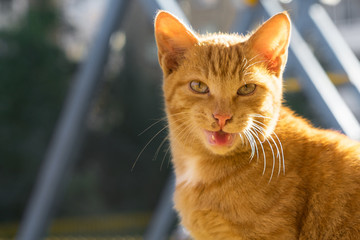 close up portrait of the red cat looking straight towards camera