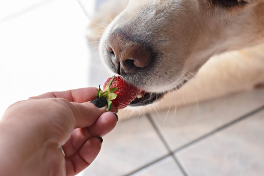 White Labrador retriever dog eating a strawberry fruit from owners hand/ Conceptual image of trust and friendship between dog and human