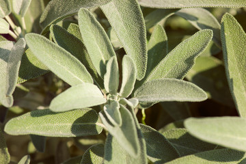 Sage plant on mediterranean garden - green leaves background