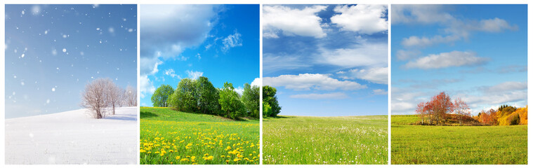 Beautiful trees in four seasons landscape on the field. Spring, summer, autumn and winter collage