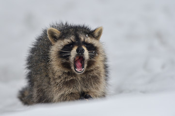 雪の中のアライグマ