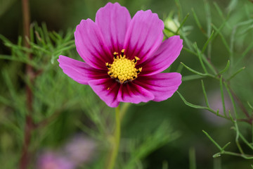 Fototapeta premium コスモス