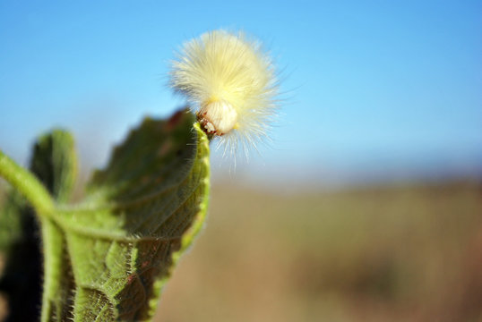 Calliteara pudibunda (pale tussock or meriansborstel) yellow fluffy caterpillar crawling on green leaf, landscape background, close up macro detail