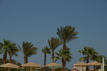 Fototapeta na wymiar Palm tree in Egypt all inclusive hotel beautiful view with blue sky Red Sea