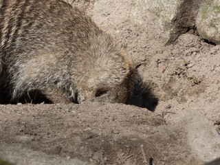 Erdmännchen versteckt Kopf in einem Loch