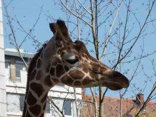 Giraffenkopf Nahaufnahme im Zoo 