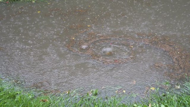 In a deep puddle during the rain spinning whirlpool. It gets fallen leaves, dirt and debris that floated on the surface of the water. 4K. 25 fps.