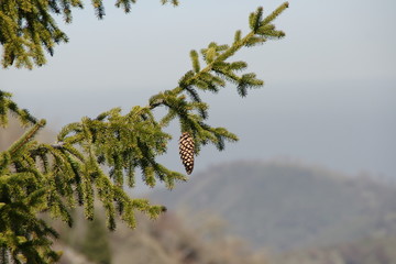 Beautiful tree in Belin travelling with kids and whole familiy to vacation