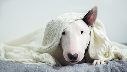 A cute white English bull terrier is sleeping on a bed under a white knitted blanket