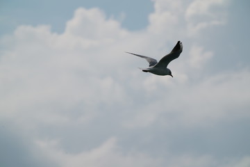 Wasservögel Thunersee 0818