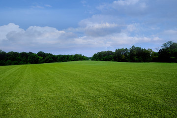 Fototapeta premium Zielona trawa i błękitne niebo z białymi chmurami
