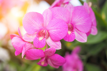 Beautiful orchid flower in garden at winter or spring day for background