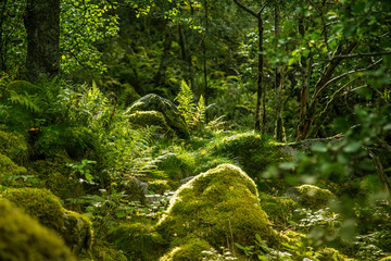 Obraz premium A beautiful, still green autumn forest on the mountain slope in Norway, Folgefonna National Park. Vibrant landscape of autumn.