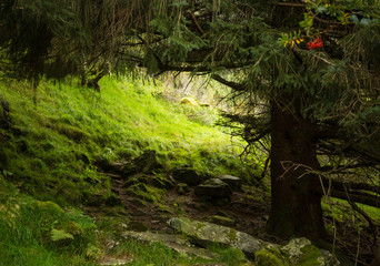 A beautiful, still green autumn forest on the mountain slope in Norway, Folgefonna National Park. Vibrant landscape of autumn.