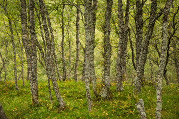 A beautiful, still green autumn forest on the mountain slope in Norway, Folgefonna National Park. Vibrant landscape of autumn.