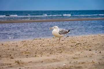 Möve chillt am STrand