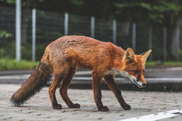 fox