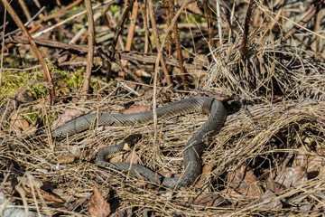 snake