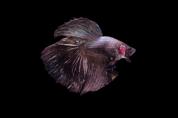 Fototapeta premium Betta Fish