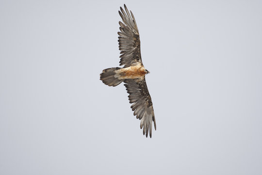 Gypaete barbu - Lammergeyer - Gypaetus barbatus, Vanoise, France