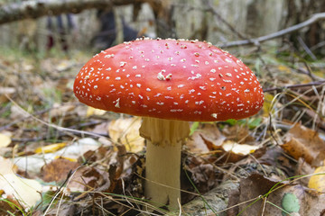 Mushroom fly agaric