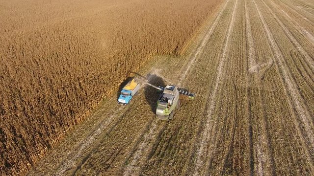 Harvester harvests corn. Collect corn cobs with the help of a combine harvester. Ripe corn on the field