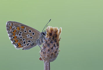 Farfalla (Polyommatus Icarus)