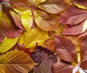 Naklejka na ściany i meble autumn..Orange, yellow, red autumn leaves for background.