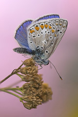 Farfalla (Polyommatus Icarus)