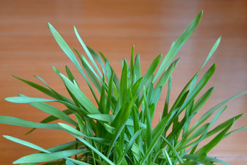 Bush of bright green grass on the background of a brown wooden table. Sometimes cats eat such grass