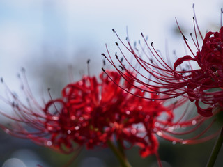 雨露に濡れる曼珠沙華