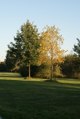 park in Bremen single tree autumn no swow with blue sky and sun