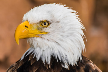  bald eagle head portrait (Haliaeetus leucocephalus) with rocky background