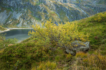 Naklejka premium A beautiful autumn landscape in Folgefonna National Park in Norway during a hike in windy, rainy weather. Mountains in Scandinavia. Autumn scenery in wilderness.