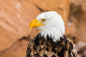 bald eagle bust portrait (Haliaeetus leucocephalus) looking to the left with rocky background