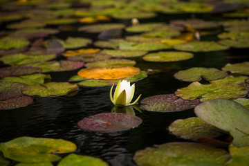 Beautiful picture of plants growing in garden. Bergen. Overcast day.