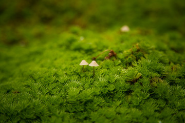 Beautiful picture of plants growing in garden. Bergen. Overcast day.